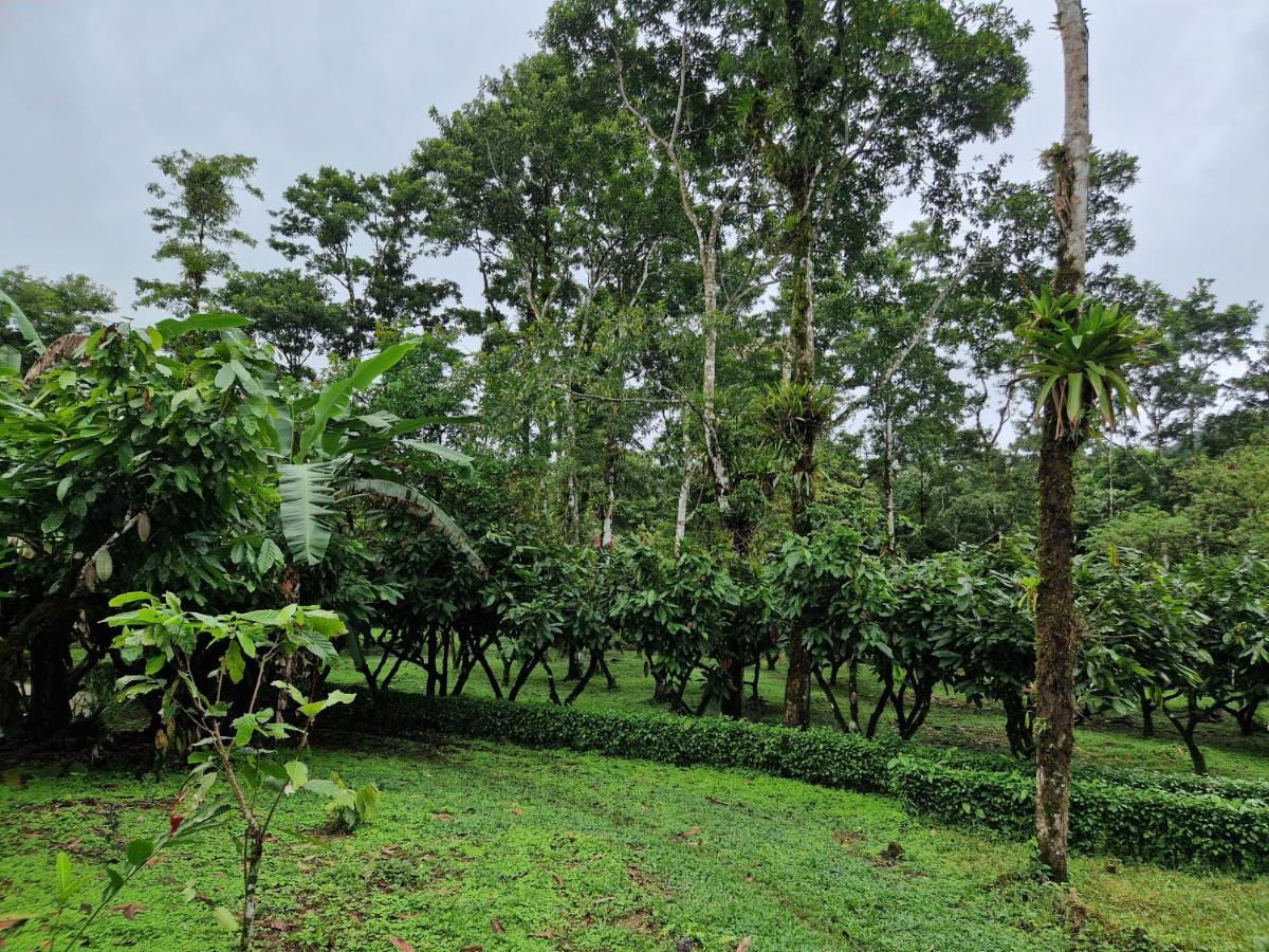 Finca Amistad Cacao Lodge Bijagua Exteriér fotografie
