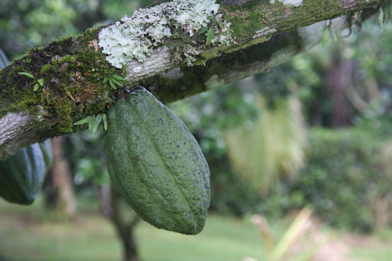 Finca Amistad Cacao Lodge Bijagua Exteriér fotografie
