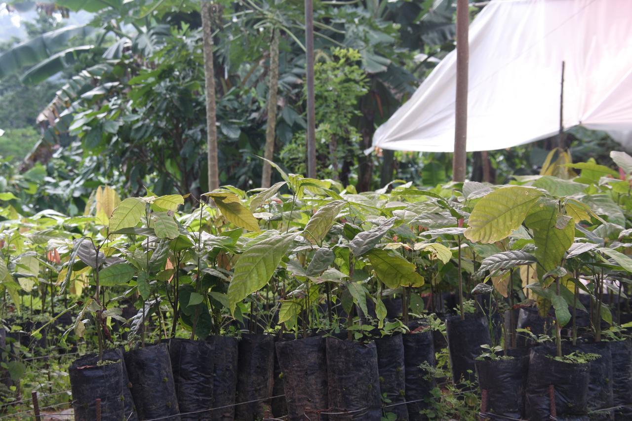 Finca Amistad Cacao Lodge Bijagua Exteriér fotografie