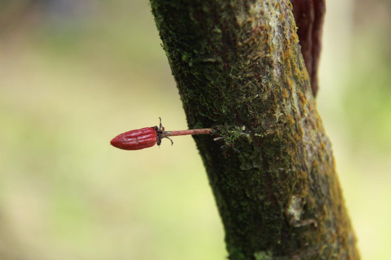 Finca Amistad Cacao Lodge Bijagua Exteriér fotografie