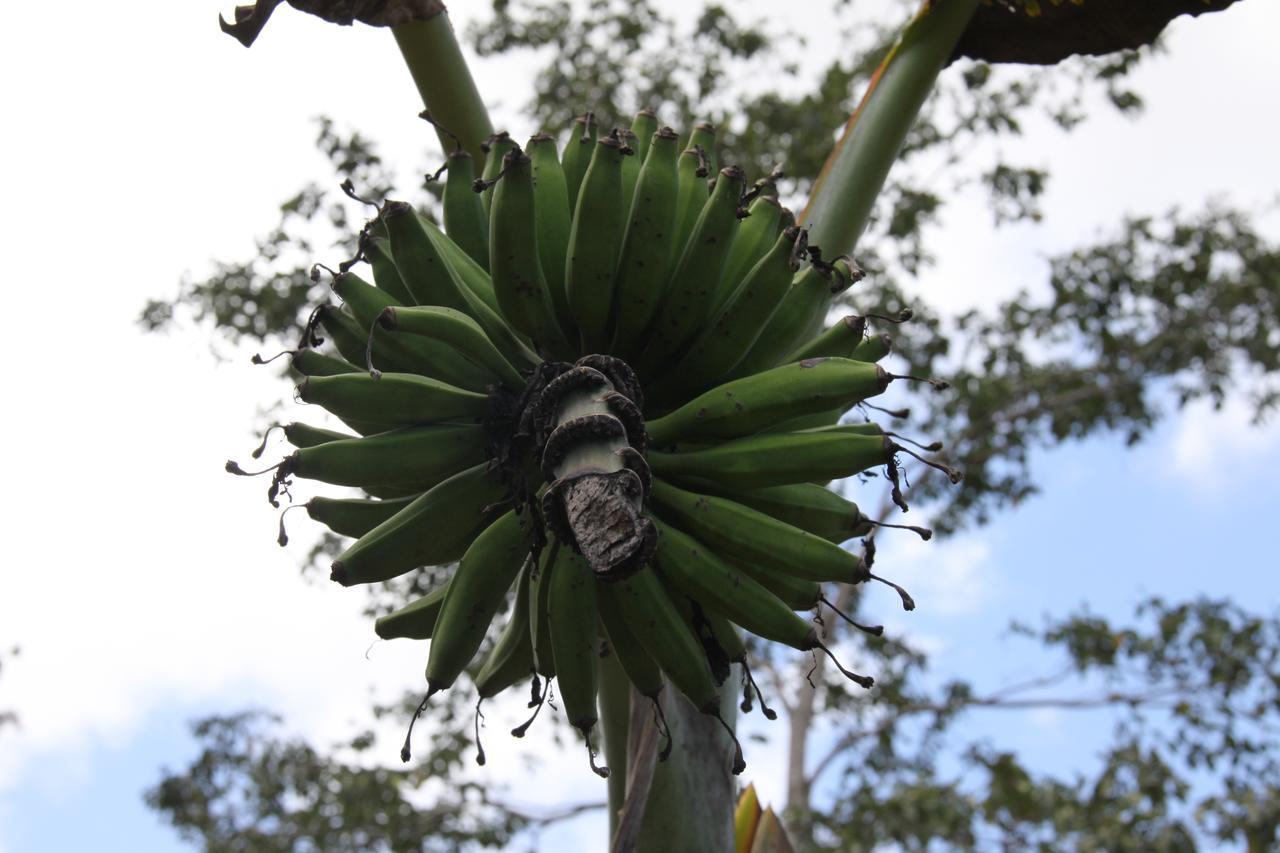 Finca Amistad Cacao Lodge Bijagua Exteriér fotografie