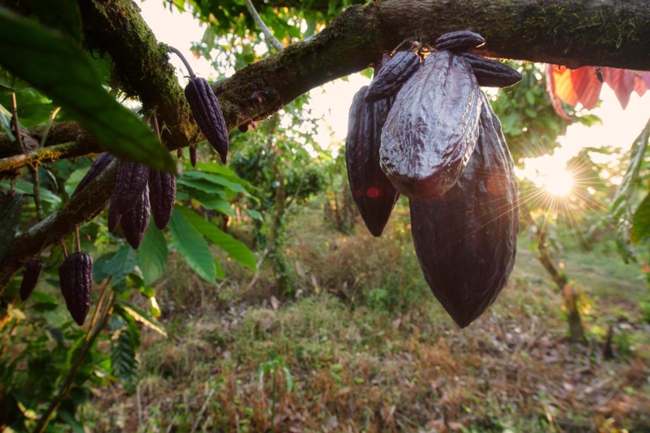 Finca Amistad Cacao Lodge Bijagua Exteriér fotografie
